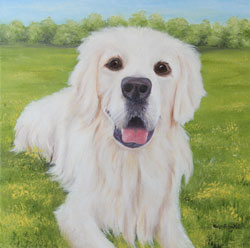 golden retriever auftrag hund tierporträt haike espenhain