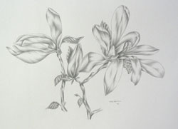 Magnolie Bleisitift Zeichnung Naturstudie Haike Espenhain