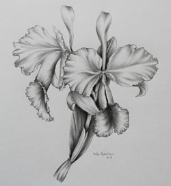 Orchidee Cattleya Bleistift Zeichnung Haike Espenhain