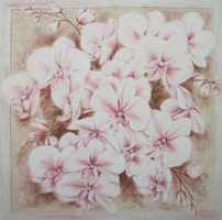 phalenopsis orchidee