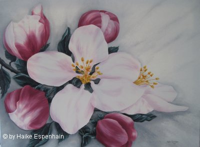 Apfelblüten