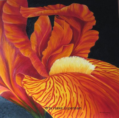 Blütenstücke - Schwertlilie Öl auf Leinwand, 60 x 60