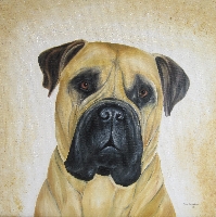 Bull Mastiff