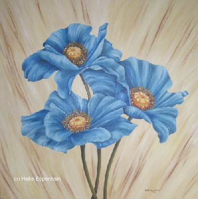 Mohn in blau