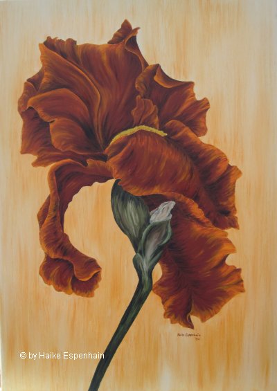 Schwertlilie - die Vollblütige